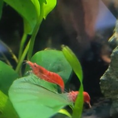 Dinner Music For Shrimps @ CCC 2021