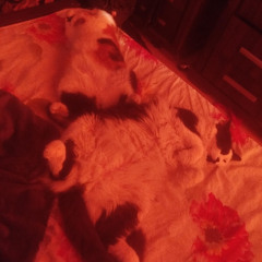 My sleep paralysis demons are fluffy