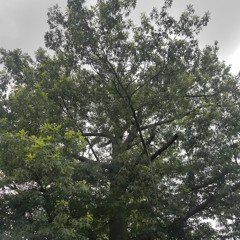 i c a n s e e s o u n d