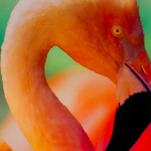 PSYNSECT https://soundcloud.com/psynsect // VS // RLONGNIGHT