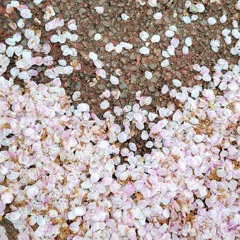 Spring shower / 春時雨