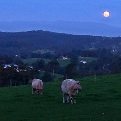 The Moon And The Cows