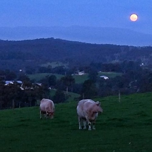 The Moon And The Cows