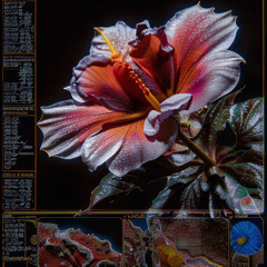 When the Flagpoles Bloomed