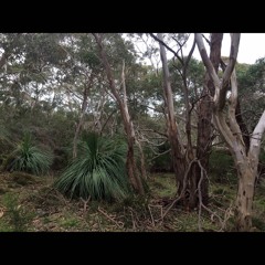 2020.07.06 Coastal Eucalypt Forest. Winter. Morning. Magpie Interactions. Location 2 (Long Version).