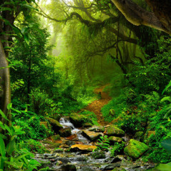 Early Jungle