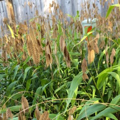 Backyard Reverie 1 [demo]