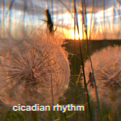 cicadian rhytm