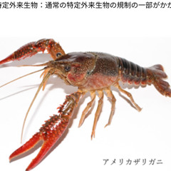 赤い実ハジケタ恋空の下
