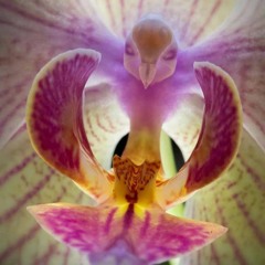 THE DESERT IS BLOOMING AGAIN - 432HZ - M&M