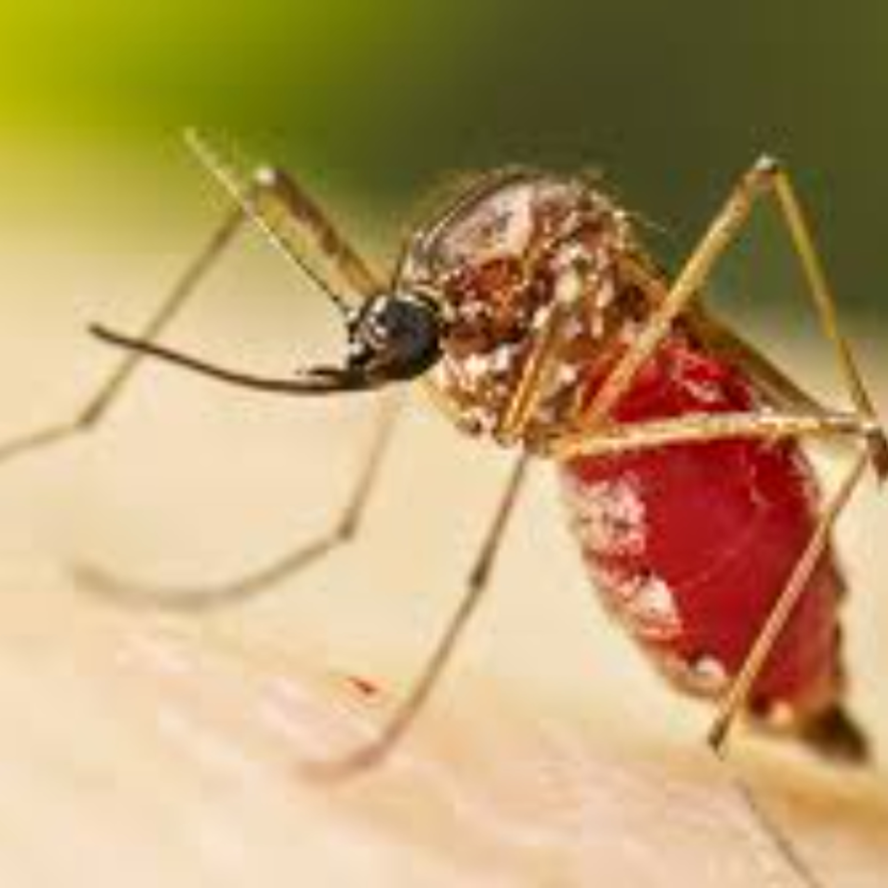 Dengue et chikungunya : 292 opérations de fumigation en 1 mois
