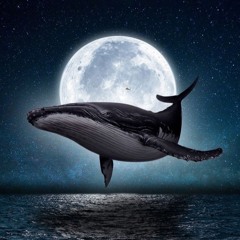 Until The Night Is Born