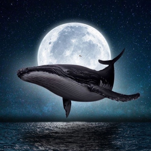 Until The Night Is Born