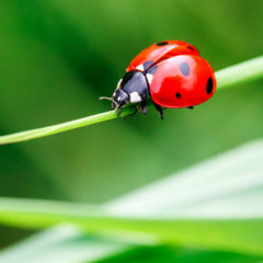 Fernando - Metamorphosis IV - Ladybug - July 2025