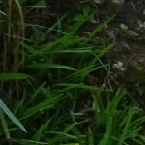 Chamorrow