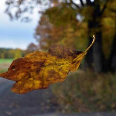 Dancing Leaves (royalty free music)