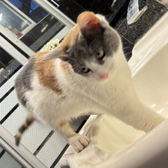 Sin tiempo, no puedo