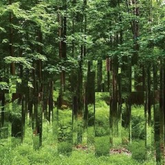 Mirror Forest