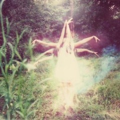 Epiphyllum oxypetalum