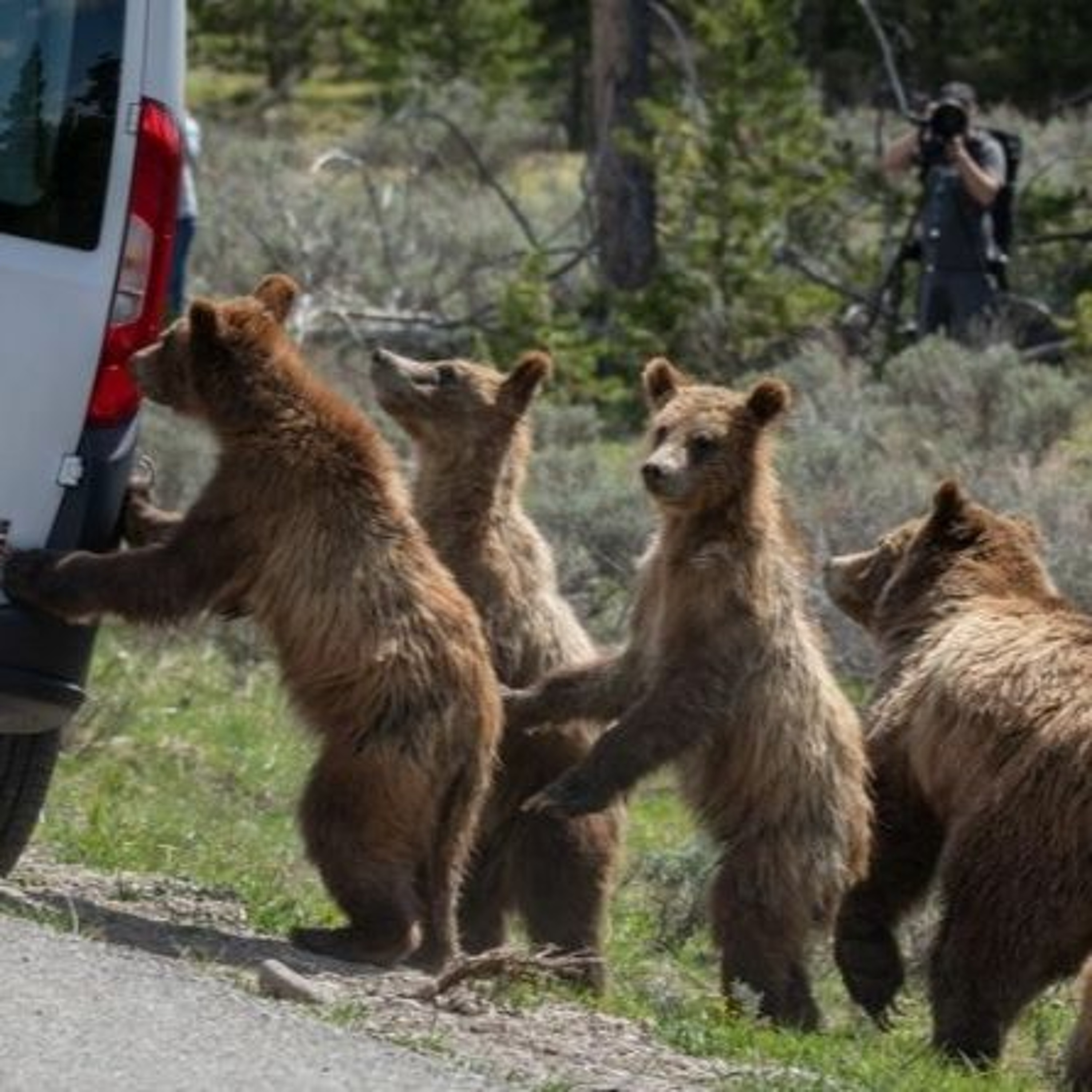 RADIO CUT - Grizzly 863 Subject to 'Aggressive' Hazing Due to Habituated Roadside Behavior episode artwork
