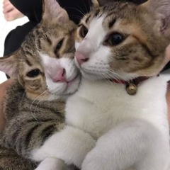 Cho A Toàn Ôm Các Em Lần Cuối (Việt x China)