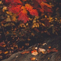 radiest - x type beat Blood on the leaves