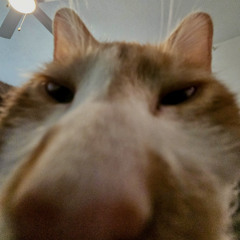 Caturday