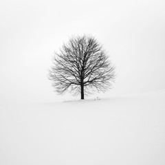 Prod. silver x filip 'white trees"