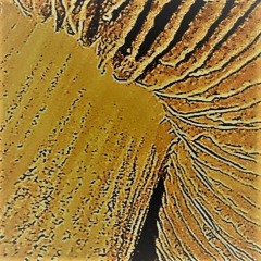 LateralmenteIncatenato