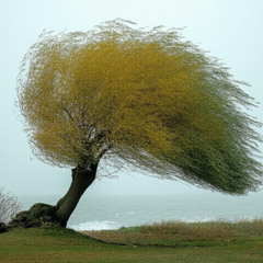 Willow In the Wind