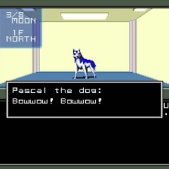 Pascal o cão está aqui