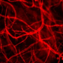 El Umbral Del Laboratorio Interno