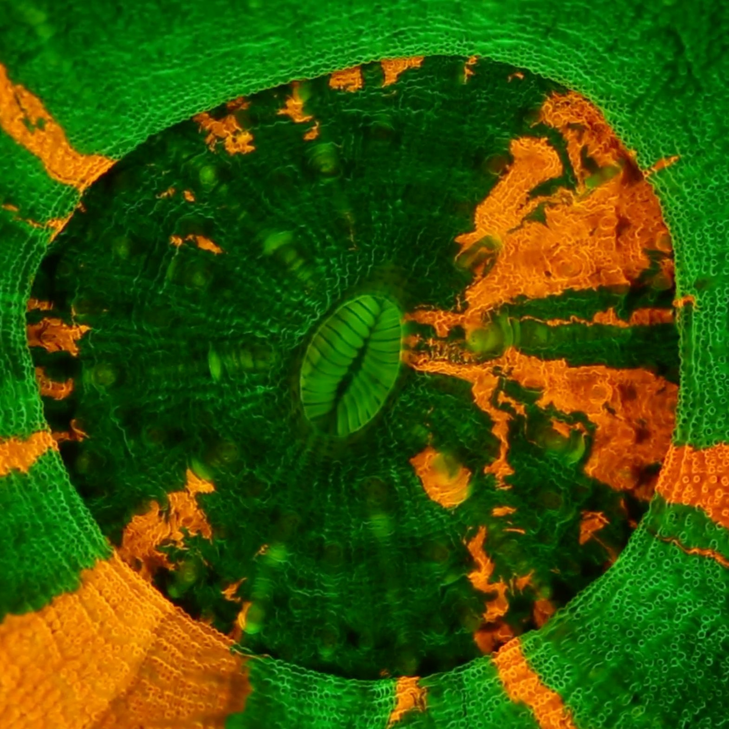 TBA21 on st_age