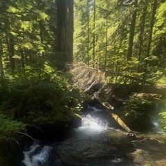 Posiontree (old version)