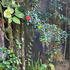 Mindfulness- Respiração Compartilhada