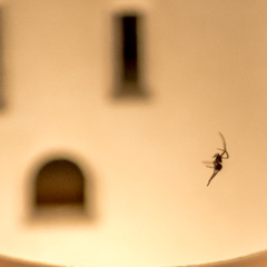 ant hill noise complaint for too loud ant rave next door
