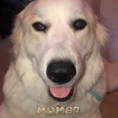 Diamonds Dancin freestyle ft  Jbrwn xGB xbig quis