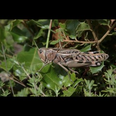 HK_Calm-&-Steady_tracks_230
