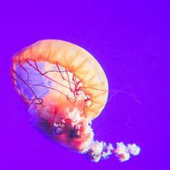 MoonJelly Jams Vol. 23