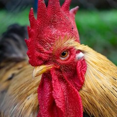 Explore Manok Na Pula