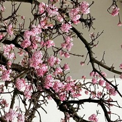 Líneik - Ladybird (Nancy Sinatra, Lee Hazlewood cover)