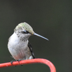 Wake Up Little Susie (The Everly Brothers) - Koa MM