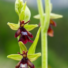 02 Ophrys insectifera_Fliegen - Ragwurz