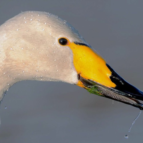 Trumpet fanfare Whooper Swan