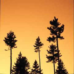 Whispered Pines (Friend of Mine)