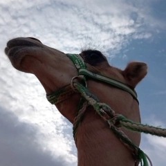 حلمت اني على روس المشارف وارمي الاهداف _ ماجد خضير (حصرياً) بطيء _ 2024 (160k)_1764508283837.oga