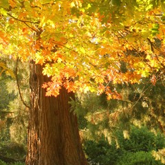 III. The Oak politely mutt'ring mildly.