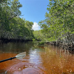 Review Special Price Manatees And Mangrove Tunnels Small Group Kayak Tour