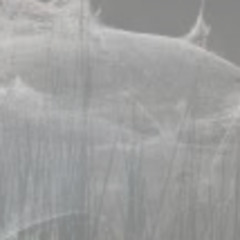 10-19-25 (gossamer)