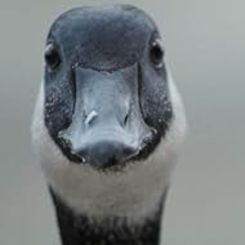 SICKISH X HYPE REALM - I Don't F With Geese (GooseTronics remix)